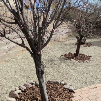 Segale's Landscape - After #3 - Landscaping Near Me - Lancaster, California Segale's Landscape - After #3 - Landscaping Near Me - Lancaster, California