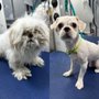Barkbus Mobile Dog Grooming