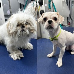 Barkbus Mobile Dog Grooming
