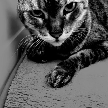 Happy Tails Travel - Travel Services Near Me Happy Tails Travel - Travel Services Near Me