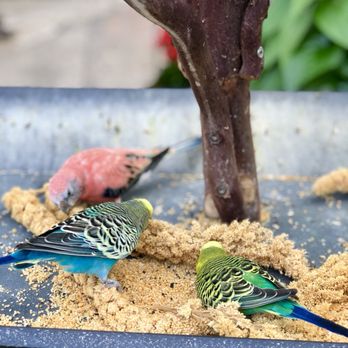 Bloedel Conservatory - Botanical Gardens Near Me - Vancouver, British Columbia