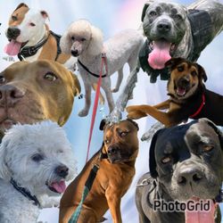 Happy Tails - My Furry friends