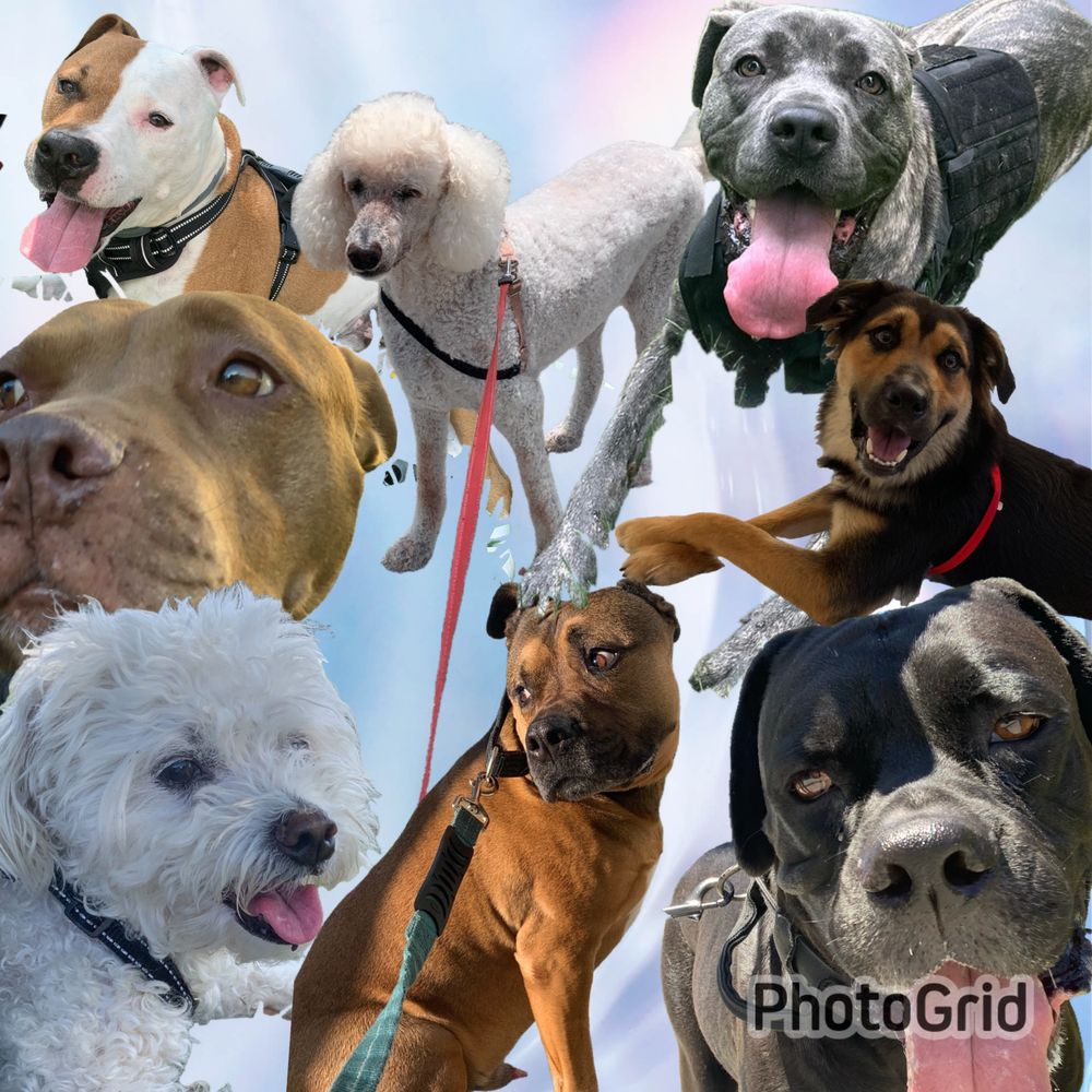 Happy Tails Image