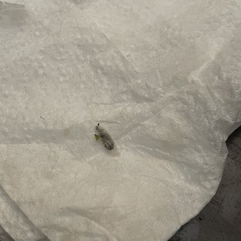 Royal Panda - Bug in cocoon picked from the broccoli. - Chinese Near Me - San Dimas, California