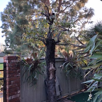 Vargas Tree Service - Mock orange,pear looks like a regular tree again! - Tree Services Near Me - Anaheim, California Vargas Tree Service - Mock orange,pear looks like a regular tree again! - Tree Services Near Me - Anaheim, California