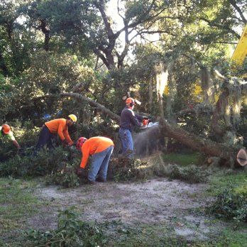 Hart's Tree Service - workers removing a tree - Tree Services Near Me - Dade City, Florida Hart's Tree Service - workers removing a tree - Tree Services Near Me - Dade City, Florida