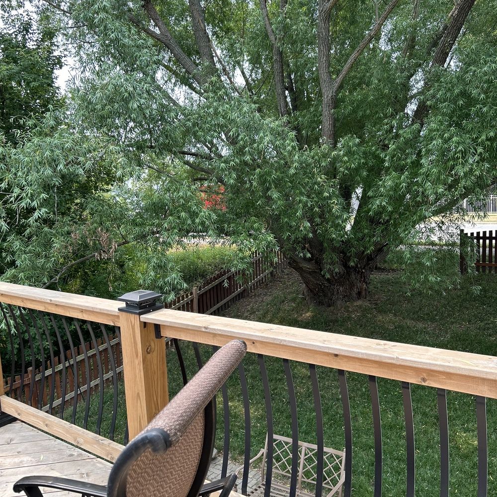 Mark's Tree Service - Before - Tree Services Near Me - Mchenry, Illinois Mark's Tree Service - Before - Tree Services Near Me - Mchenry, Illinois