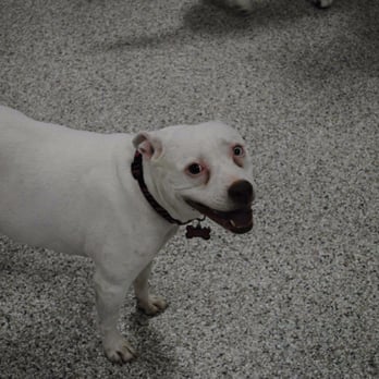 Stay Pet Resort - Emma at Stay Pet Resort - Pet Sitting Near Me - Harmans, Maryland Stay Pet Resort - Emma at Stay Pet Resort - Pet Sitting Near Me - Harmans, Maryland