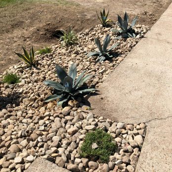 Grasshoppers Tree Cut - BULROCK AND CACTUS - Tree Services Near Me