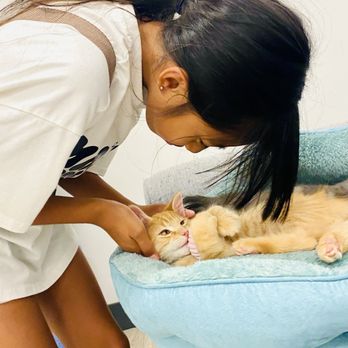 Mini Cat Town - Pet Adoption Near Me - Pleasanton, California Mini Cat Town - Pet Adoption Near Me - Pleasanton, California