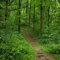 Apple River Canyon State Park - Pine Ridge Trail