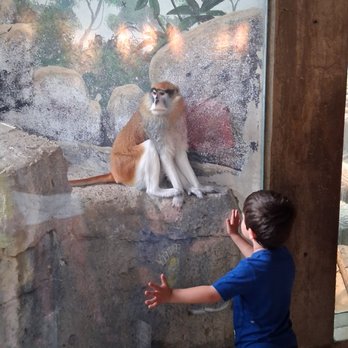 Como Park Zoo and Conservatory - A medium sized primate and a macaque, separated by glass - Zoos Near Me - Saint Paul, Minnesota