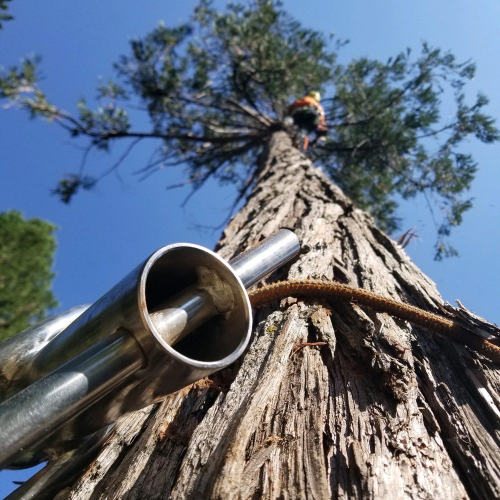 Northcali Landscaping & Tree Services - Tree man working safely high up the tree! - Landscaping Near Me - Sonora, California Northcali Landscaping & Tree Services - Tree man working safely high up the tree! - Landscaping Near Me - Sonora, California