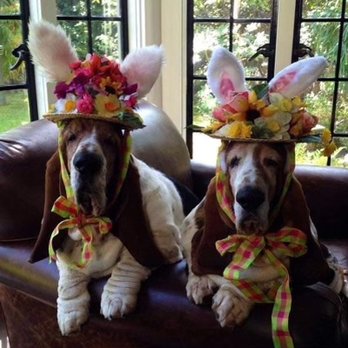 A Executive Ride Service - Bunny day is soon here need a ride to the airport  bus or anywhere..  CALL 1(440)503-4325 (AEXECUTIVE) - Limos Near Me - North Royalton, Ohio