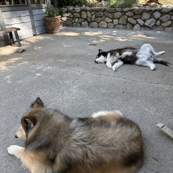 Luna’s Pet Spaw - Chilling after their grooming - Pet Groomers Near Me - Blue Jay, California Luna’s Pet Spaw - Chilling after their grooming - Pet Groomers Near Me - Blue Jay, California