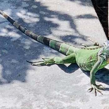 Bay Harbor Lodge - Another beautiful iguana - Hotels Near Me - Key Largo, Florida Bay Harbor Lodge - Another beautiful iguana - Hotels Near Me - Key Largo, Florida