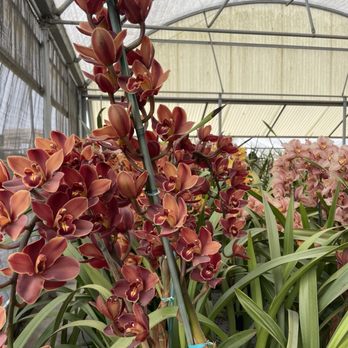The Flower Fields - More orchids - Venues & Event Spaces Near Me - Carlsbad, California The Flower Fields - More orchids - Venues & Event Spaces Near Me - Carlsbad, California