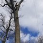 Photo of Tames Trees Services