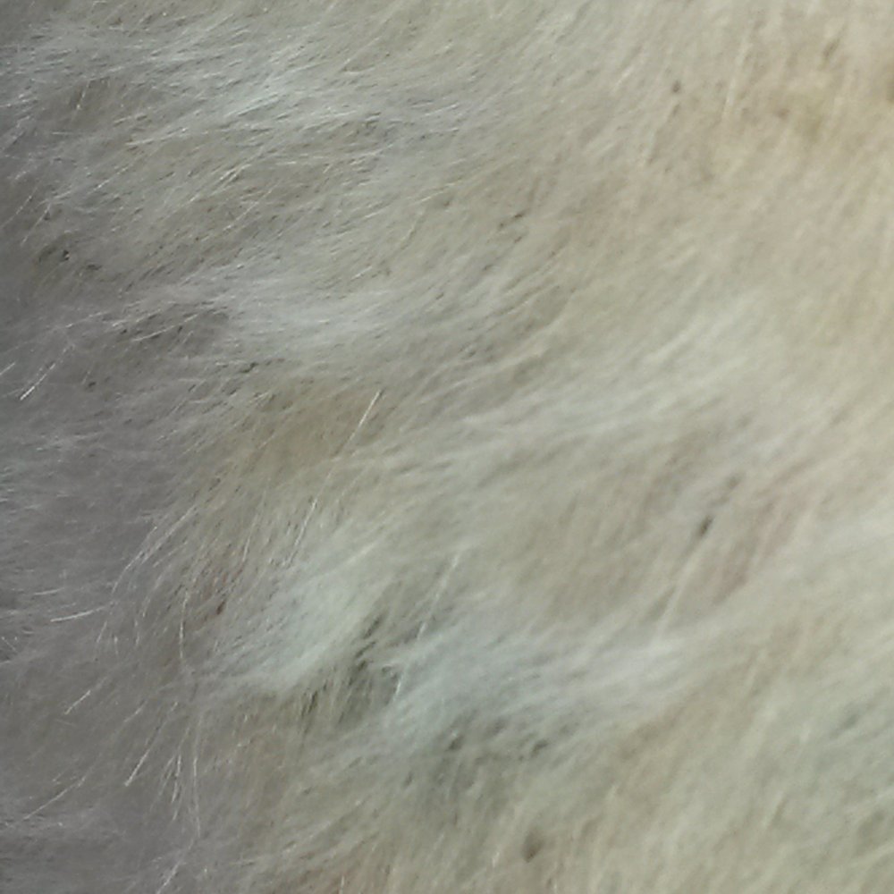 PetSmart - Small, brown flakes throughout her coat. - Pet Training Near Me - Cedar Park, Texas PetSmart - Small, brown flakes throughout her coat. - Pet Training Near Me - Cedar Park, Texas