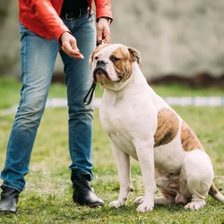 Truly Pawesome - Bowie Maryland Dog Sitting, Dog Walking,Dog Sitter, Pet Sitting, Pet Sitter, Pet Taxi Service, Cat Sitting, Cat Sitter