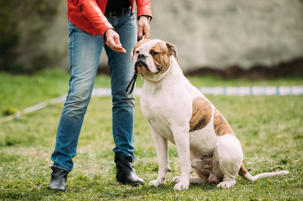 Truly Pawesome - pet boarding facility in Bowie, MD