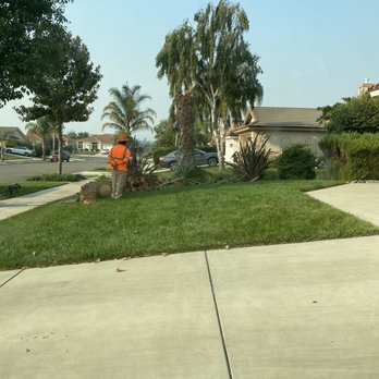 Mid-State Tree Service - Palm tree removal - Tree Services Near Me - Nipomo, California