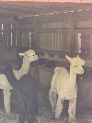 Quechee Gorge Village by null