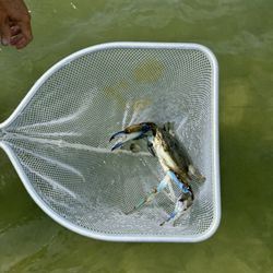 Island Time Boat Tours - Blue Crap