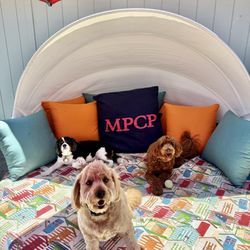 Marin Pet Care Pros - Mikey the resident dog (Cavalier King Charles Spaniel) with Doodle daycare furriends, Charlie and Gimli.