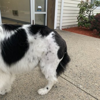 Dirty Dog Pet Grooming - Uneven shave, exposing pink skin. Long hair dog was shaved. - Pet Groomers Near Me - Warren, Rhode Island