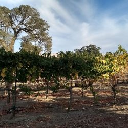 Bodegas Aguirre