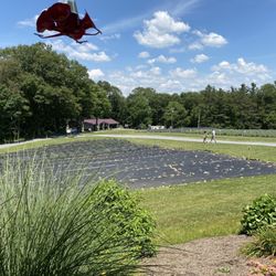 Deep Creek Lavender Farm - Lavender growing