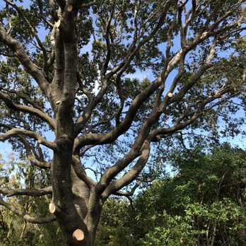 Jake's Landscape & Tree Services - Nice shaping and trimming of the tree - Tree Services Near Me Jake's Landscape & Tree Services - Nice shaping and trimming of the tree - Tree Services Near Me