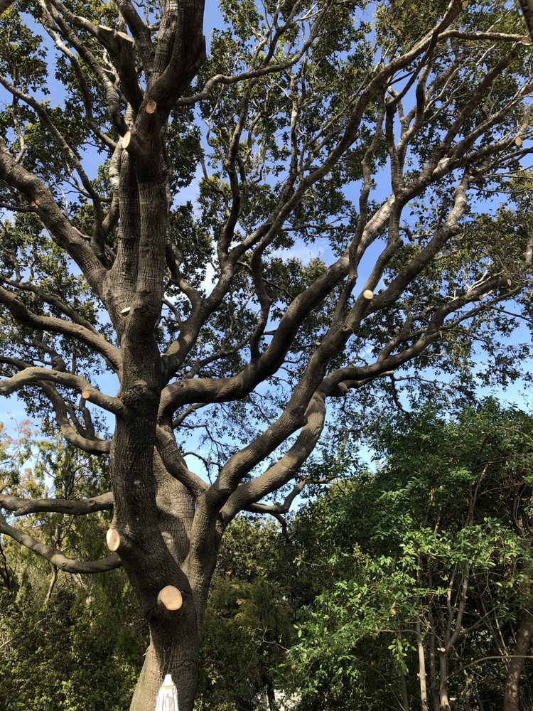 Jake's Landscape & Tree Services - tree service in Redwood City, CA