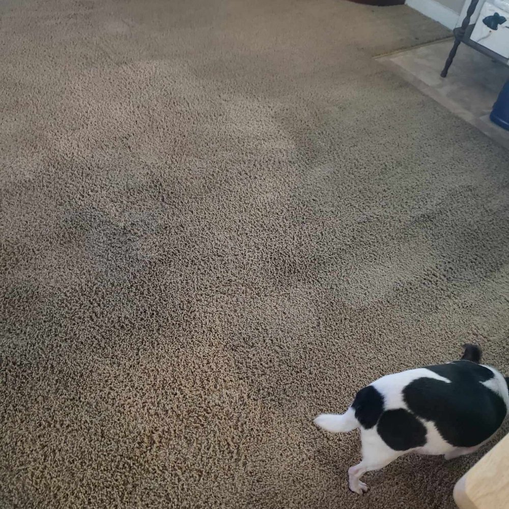 Stanley Steemer - This is our living room carpet immediately after Stanley Steemer cleaned the carpet - Carpet Cleaning Near Me - Huntsville, Alabama Stanley Steemer - This is our living room carpet immediately after Stanley Steemer cleaned the carpet - Carpet Cleaning Near Me - Huntsville, Alabama