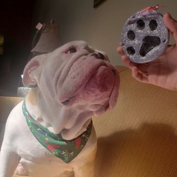 Parkway Pet Resort - "Is that a cookie??!"-Darla Pup - Pet Sitting Near Me - Lakeland, Florida Parkway Pet Resort - "Is that a cookie??!"-Darla Pup - Pet Sitting Near Me - Lakeland, Florida