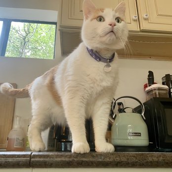 Silicon Pets - Rufus was in charge of the house as well as the pet sitter. - Pet Sitting Near Me Silicon Pets - Rufus was in charge of the house as well as the pet sitter. - Pet Sitting Near Me