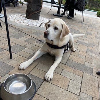 Eggspresso - Great brunch AND dog friendly - Breakfast & Brunch Near Me - Fullerton, California