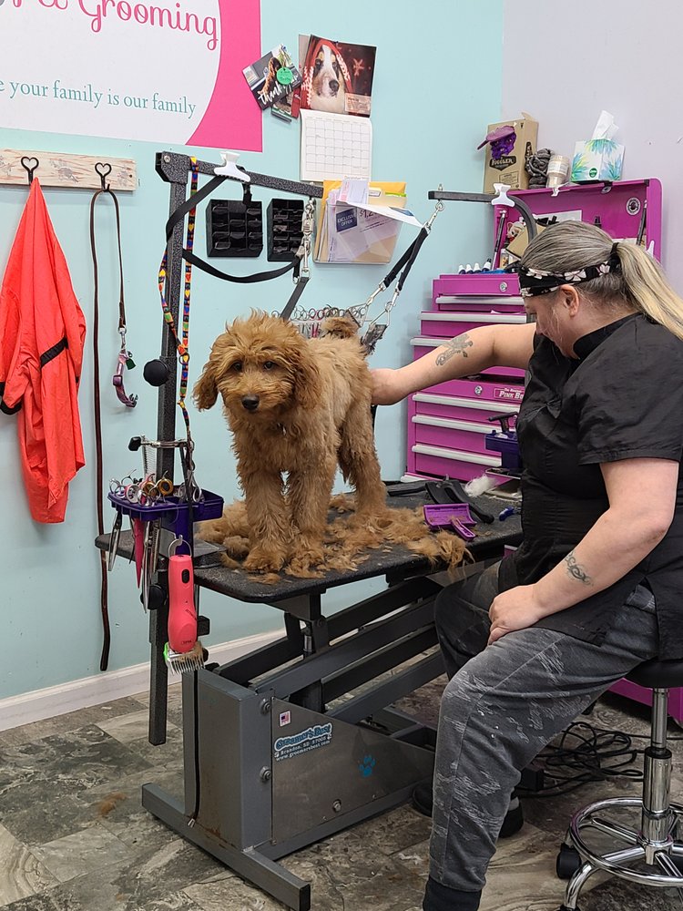 CREATIVE PAWS PET GROOMING Updated September 2024 23 Photos 1250