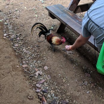 Kipu Ranch Adventures - The rooster are not afraid - Tours Near Me - Lihue, Hawaii