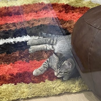Affogatto - Cats - Coffee & Tea Near Me - Baltimore, Maryland