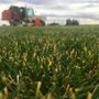 Photo of McKellip Sod Farm
