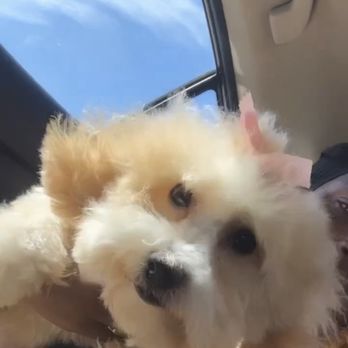 Furr Paradise - Pet Groomers Near Me - Santa Ana, California Furr Paradise - Pet Groomers Near Me - Santa Ana, California
