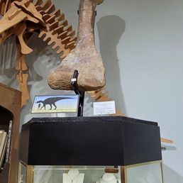 Fossilized tibia. Fossilized tibia.