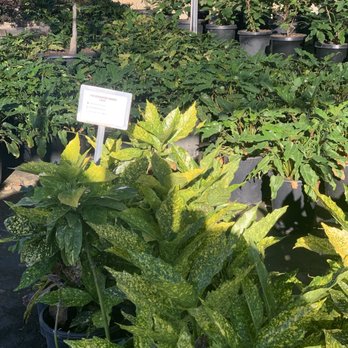 Paramount Nursery - Nurseries & Gardening Near Me - Los Angeles, California