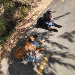 American River Bike Trail - Took my dogs on a walk on the trail very cool. But be aware of the bike traffic  This is by Howe ave