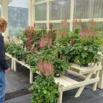 Gammon's Garden Center - Astilbe in all colors! - Nurseries & Gardening Near Me - Auburn, Maine