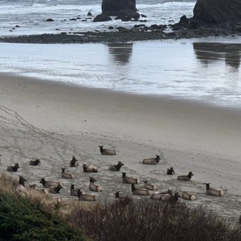 Hallmark Resort & Spa Cannon Beach - Elk heard - Resorts Near Me - Cannon Beach, Oregon Hallmark Resort & Spa Cannon Beach - Elk heard - Resorts Near Me - Cannon Beach, Oregon