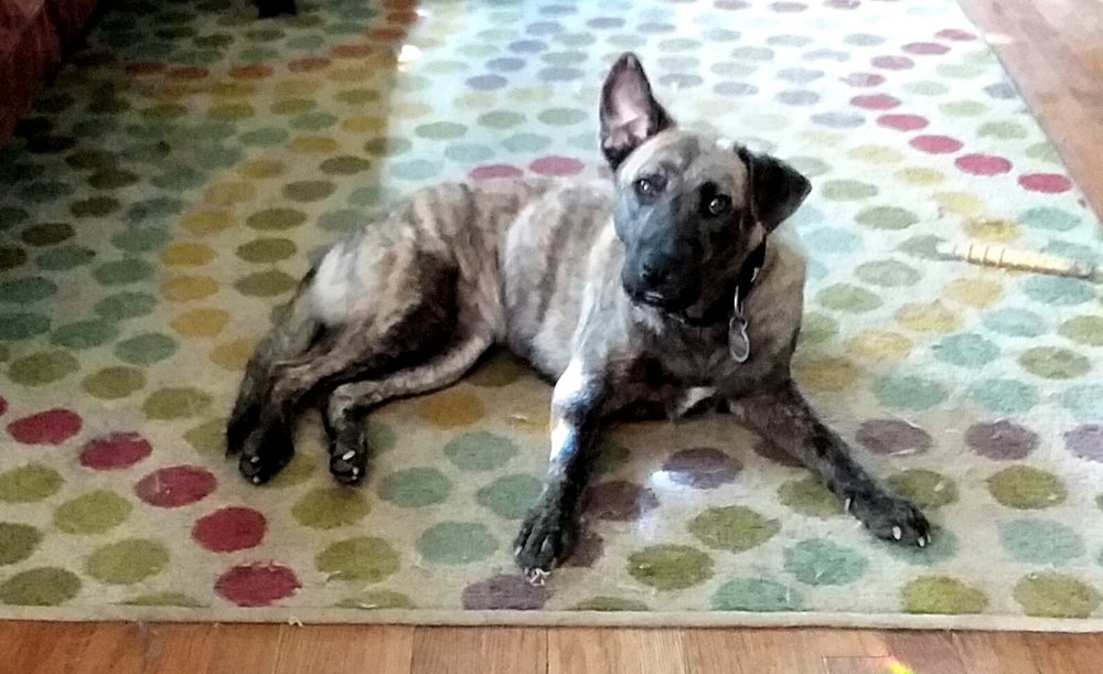 HEADING HOME K9 RESCUE Updated August 2024 20 Reviews Minneapolis