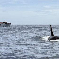Bumper the bull orca about to dive under the bow of our boat.
